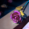 Daiya紫玫瑰24K金（金叶）